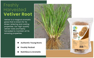 Vetiver Root/Dried Khus-Khus/Vetiveria Zizanioides (50 grams), Young Roots Not Aged Matured Roots, Natural Herbal Coolant